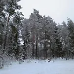 Mazurska *